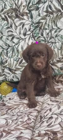 Image 1 of JACKAPOO PUPPIES AVAILABLE