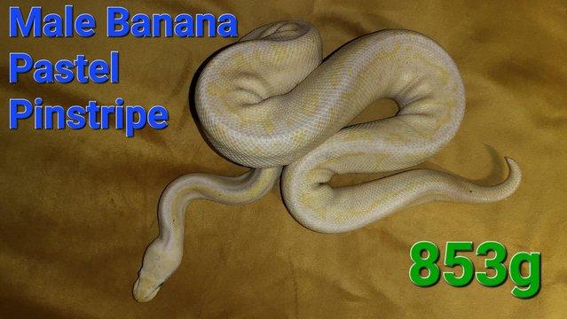 Image 8 of Royal pythons for sale, from as little as £20