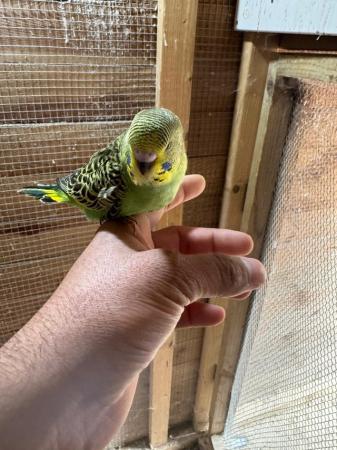 Image 10 of Baby budgies for sale £30 each collection mk404nn
