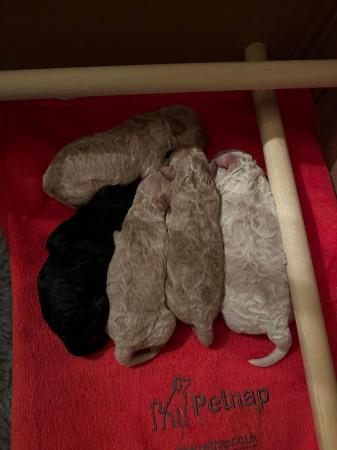 Miniature Poodle puppies for sale. for sale in Brighton, East Sussex