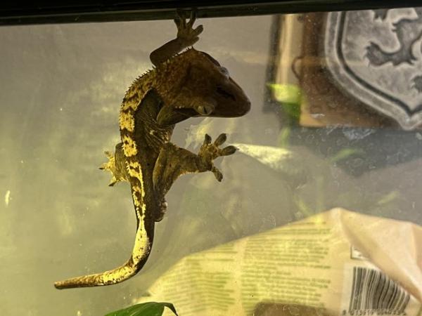 Image 3 of Male crested gecko including full bioactive setup