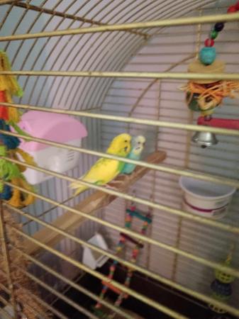 Image 4 of Budgies for sale 1 baby and breeding pair