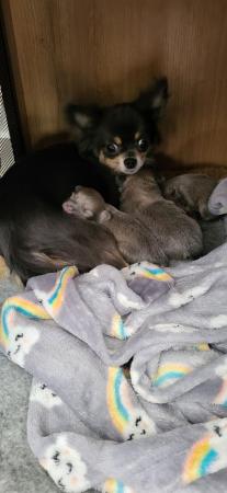 Image 2 of Male Longhaired Blue Sable Chihuahua pups
