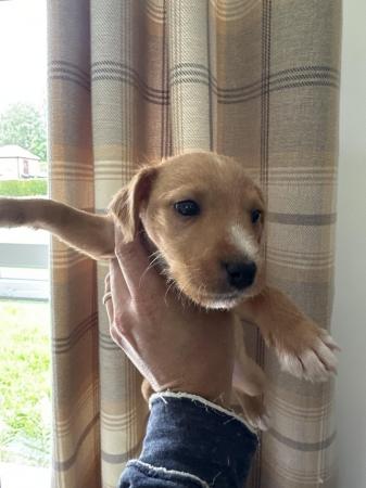 Image 4 of Lakeland red terrier pups for sale