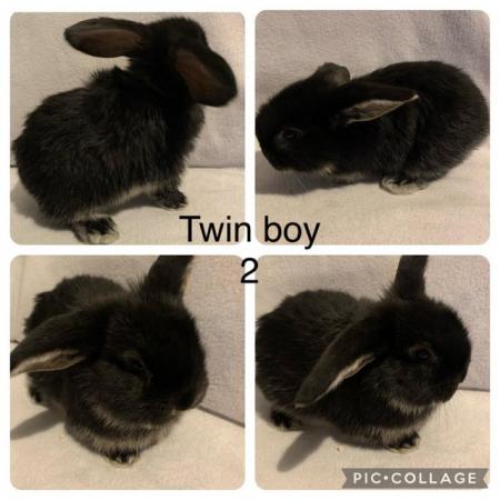 Image 3 of Holland lop cross continental lop