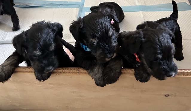 Preview of the first image of Beautiful KC Reg Miniature Schnauzer pups Black & Silver.