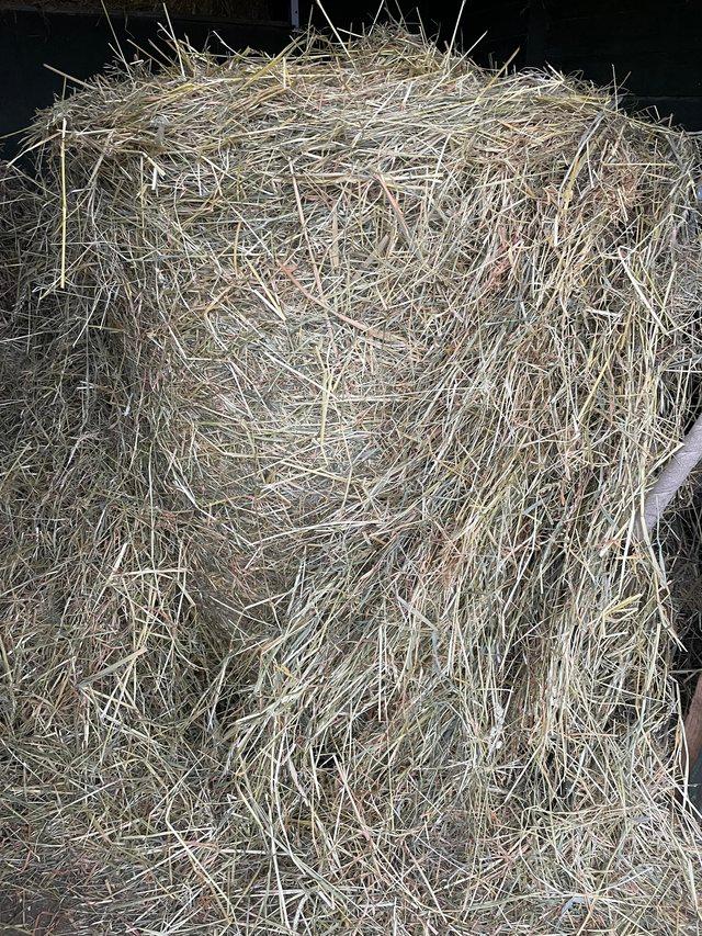 Preview of the first image of Hay for sale large round bales.