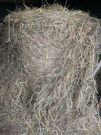 Image 1 of Hay for sale large round bales