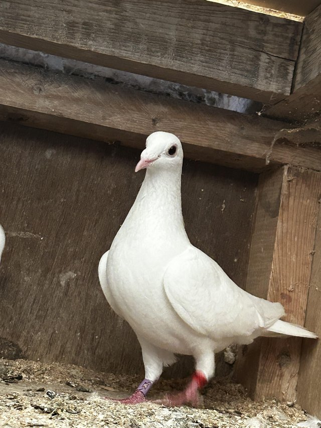 Preview of the first image of House of aarden Barcelona white pied cock and hen pair.