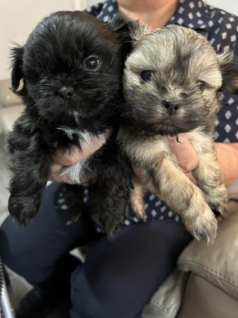 Image 8 of 6 x shihtzu x puppies for sale