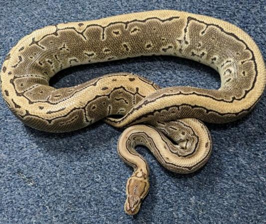 Image 6 of Various Royal Pythons, proven adults and surplus hatchlings