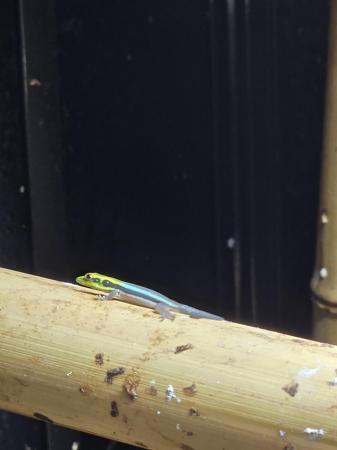 Image 3 of Baby Neon Day Geckos - Phelsuma Klemmeri