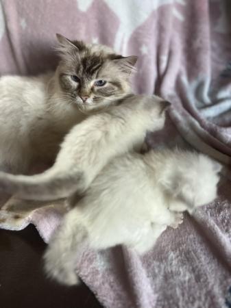 Image 2 of Last Affectionate lilac male Ragdoll kitten ready now!