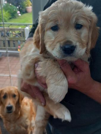 Image 8 of Golden Retriever Puppy reduced last girlMessage for detail