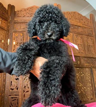 Image 4 of Standard Poodle Puppies ready now
