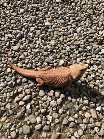 Image 1 of High Red Translucent G Stripe Hypo Female Bearded Dragon