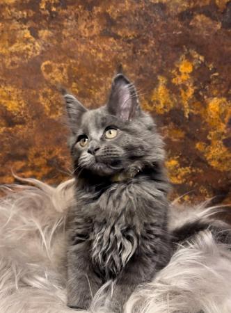 Image 11 of GCCF/ TICA proven blue Maine Coon stud. London