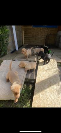 Image 2 of KC registered Labrador puppies