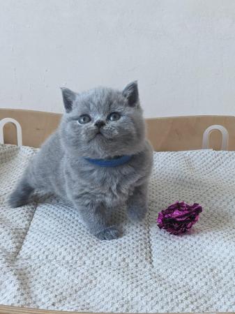 Image 23 of Amazing British Shorthair Blue registered kittens