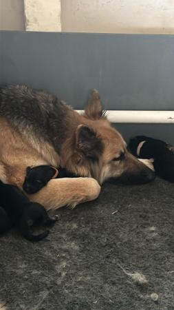 Image 3 of KC German Shepherd puppies, Exceptional litter