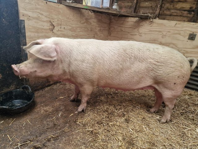 Preview of the first image of PURE BRED LANDRACE SOW AVAILABLE.