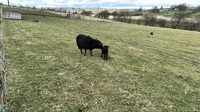 Image 2 of Pedigree Black Welsh Mountain Ewes with lambs at foot