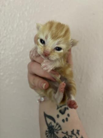 Image 6 of Gorgeous Kittens for sale