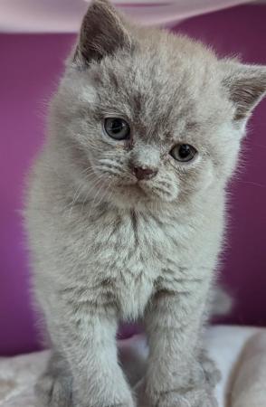 Image 4 of Pedigree British Shorthair Kittens