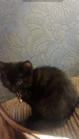 Image 1 of 4 month old female kitten. Fully vaccinated