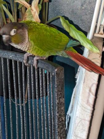 Image 2 of Green check conures for sale