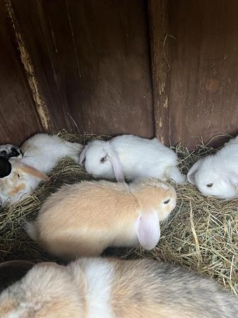 Image 3 of Baby Mini Lop bunnies for new homes