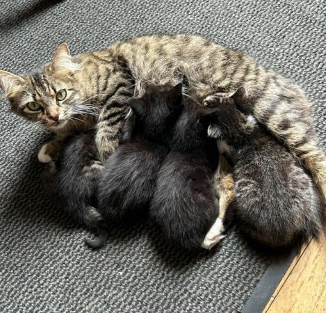 Image 1 of Beautiful Baby Kittens.