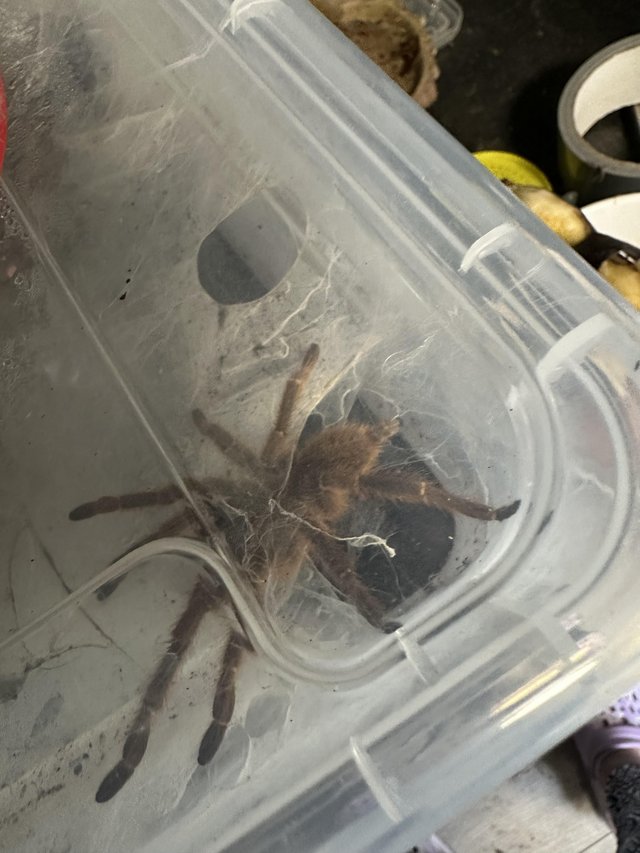 Preview of the first image of Orange Baboon tarantula.