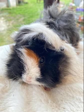 Image 6 of Beautiful female guinea pigs 3 months old