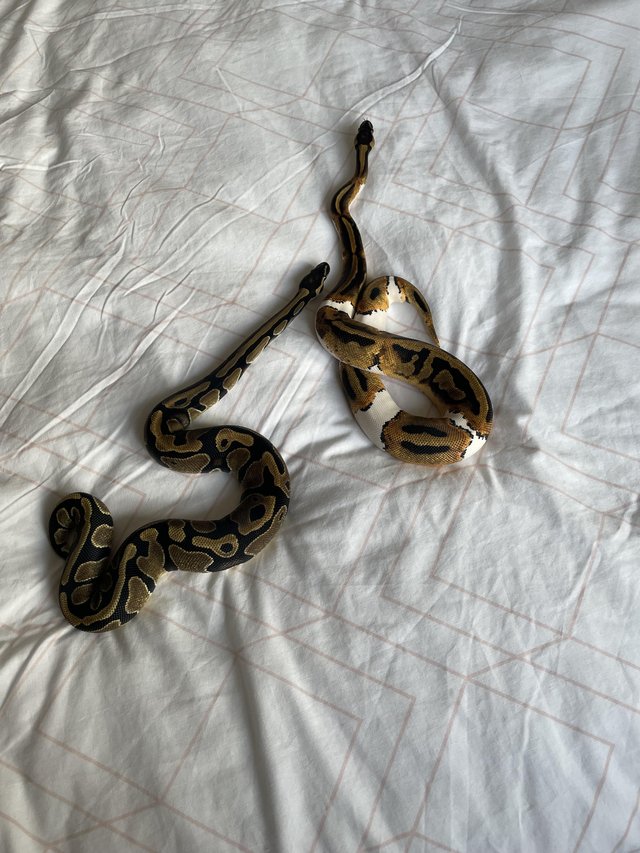 Preview of the first image of Adult females x2 pied for sale.