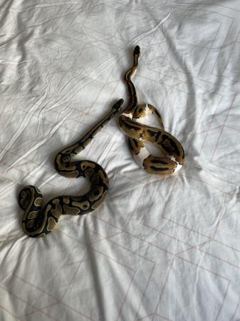 Image 1 of Adult females x2 pied for sale