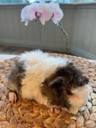 Image 12 of Beautiful Guinea Pig Babies and Young HP18