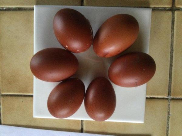Image 1 of Fertile copper black maran eggs