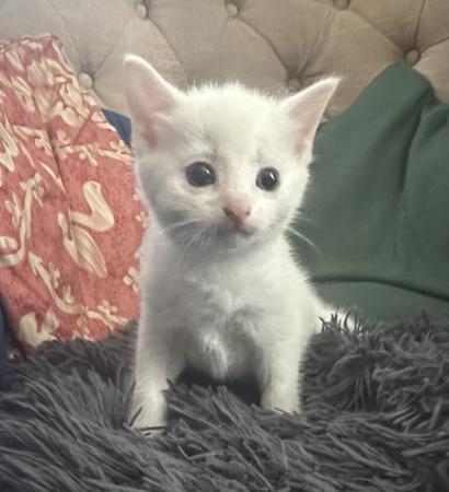 Image 5 of White Kittens available