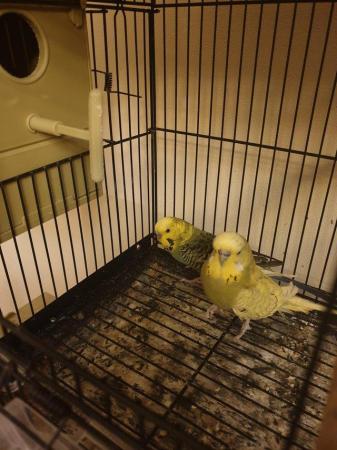 Image 3 of Pair of budgies for sale......
