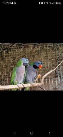 Image 5 of Derbyan parrots parakeets. Handreared, tamed
