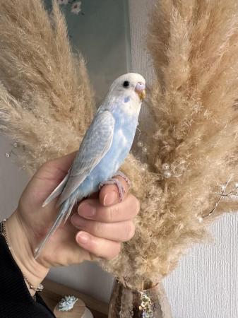 Image 3 of Hand tame young baby budgie