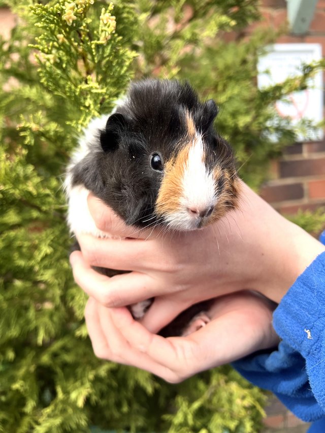 Preview of the first image of Friendly Guinea pigs for sale.