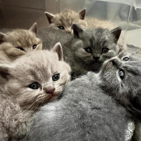 Image 9 of Gorgeous Pedigree British Shorthair Kittens GCCF