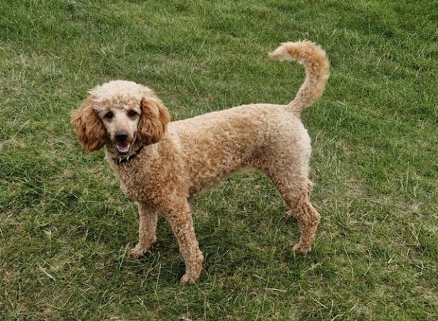 Image 4 of Spayed Miniature Poodle (3years old) Seeks Devoted Home