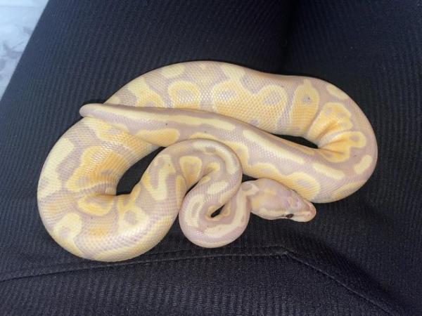Image 4 of Firebelly x banana royal python for sale