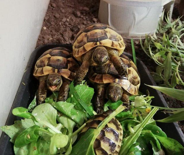Preview of the first image of Beautiful baby greek tortoises - 5+ months old.