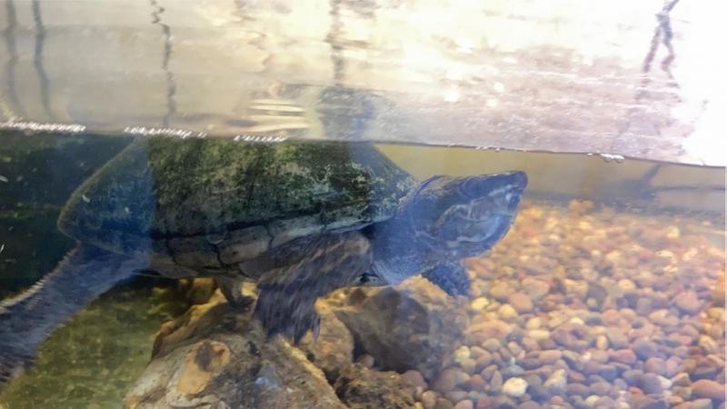 Image 5 of musk turtle for sale (price is negotiable)