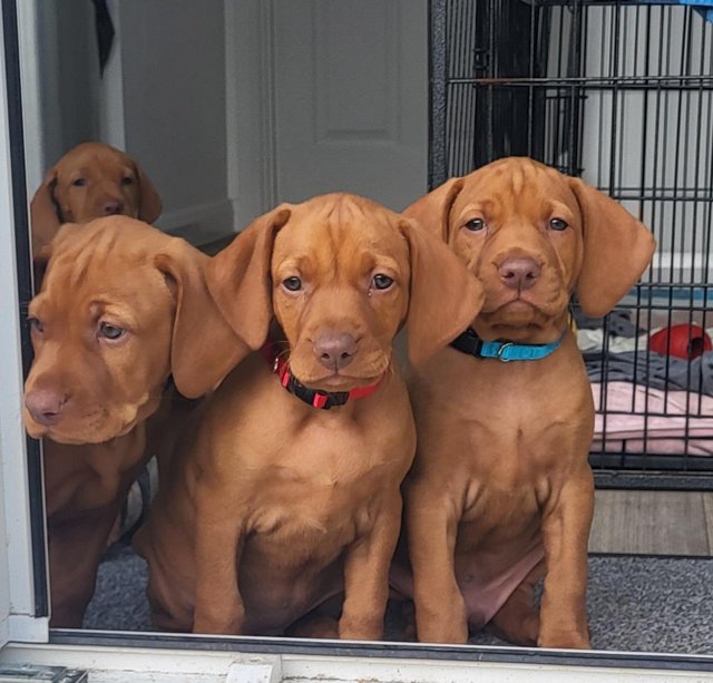 Preview of the first image of Beautiful litter of Hungarian vizsla pups.