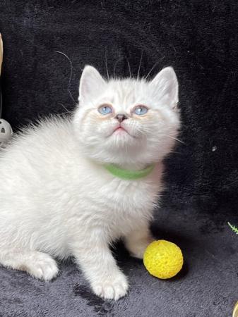 Image 5 of British shorthair Silver kittens